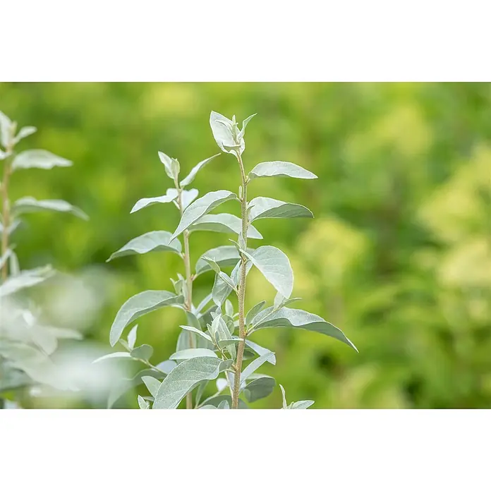 Pflanzen für dich Wintergrüne Ölweide Silber-Ölweide - Elaeagnus commutata 'Zempin', 80 cm - 100 cm - Pflanze mit aufrechten Stielen und weichen, silbrig-grünen Blättern.