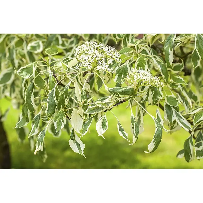 Pflanzen für dich Hartriegel Etagenhartriegel - Cornus controversa 'Variegata', Creme - Panaschierte Pflanze mit grün-weißen Blättern und Gruppen kleiner weißer Blüten am Zweig.