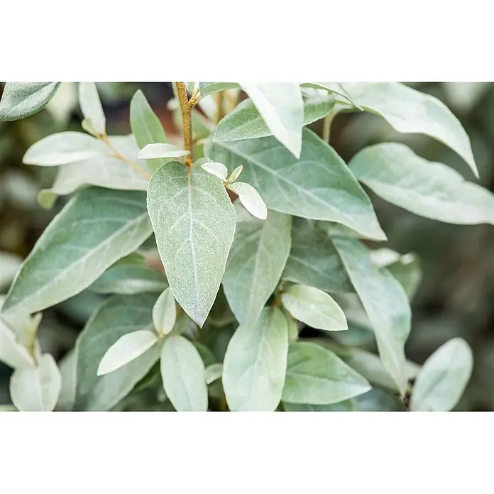 Pflanzen für dich Wintergrüne Ölweide Silber-Ölweide - Elaeagnus commutata 'Zempin', 80 cm - 100 cm - Silbrig-grüne Pflanzenblätter mit weicher, samtiger Textur und ausgeprägten Adern.