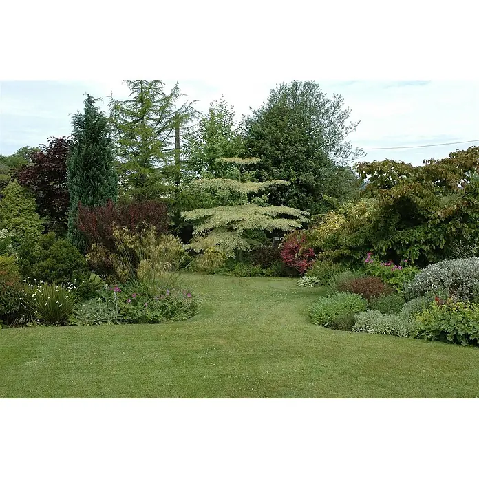 Pflanzen für dich Hartriegel Etagenhartriegel - Cornus controversa 'Variegata', Creme - Gepflegter Garten mit einem gewundenen grünen Rasenweg, umgeben von verschiedenen Bäumen und bunten Sträuchern.