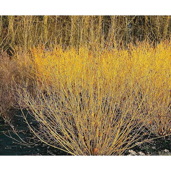 Pflanzen für dich Hartriegel 60-100 cm - Cornus sericea 'Flaviramea', Weiß - Leuchtend gelber Hartriegelstrauch mit kahlen Stängeln, ein winterliches Highlight.