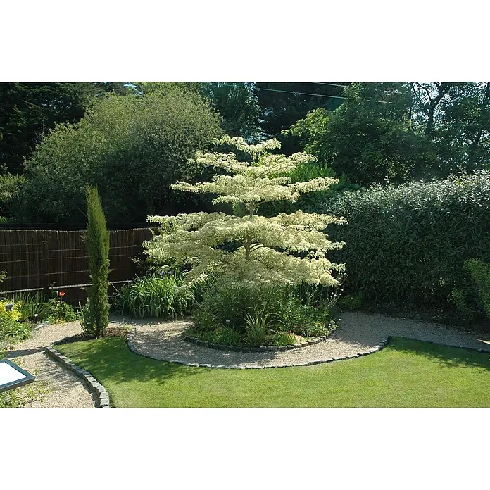 Pflanzen für dich Hartriegel Etagenhartriegel - Cornus controversa 'Variegata', Creme - Ein lebendiger Garten mit einem panaschierten Baum mit gestuften Ästen, Kiesweg, grünem Rasen und verschiedenen Pflanzen.