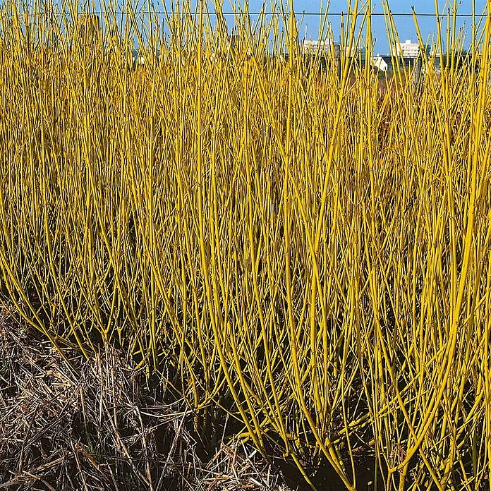 Pflanzen für dich Hartriegel 60-100 cm - Cornus sericea 'Flaviramea', Weiß - Dichte Hecke aus leuchtend gelben, kahlen Ästen im Freien.