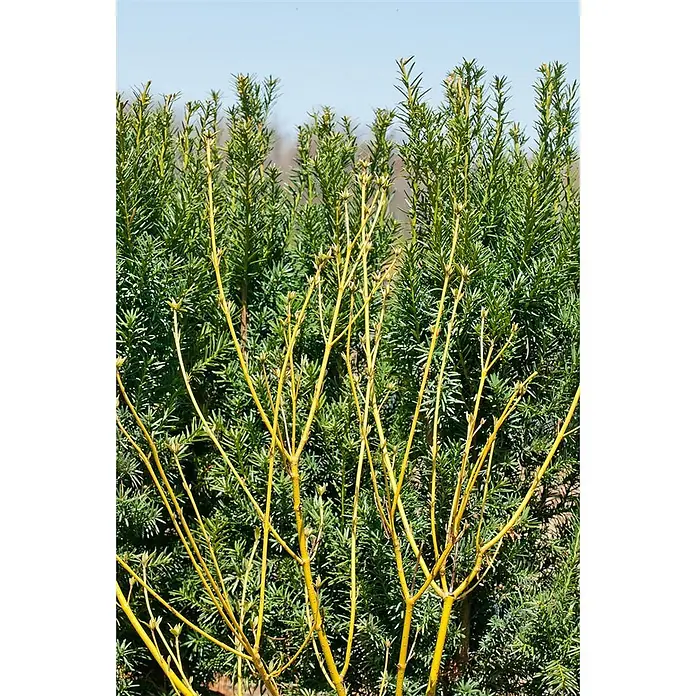 Pflanzen für dich Hartriegel 60-100 cm - Cornus sericea 'Flaviramea', Weiß - Leuchtend gelbe, knospende Zweige einer Pflanze heben sich von dunkelgrünem immergrünem Laub ab.
