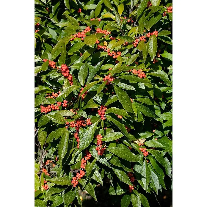 Pflanzen für dich Stechpalme 60-80 cm - Ilex verticillata, Weiß - Strauch mit leuchtend roten Beeren und glänzenden grünen Blättern.