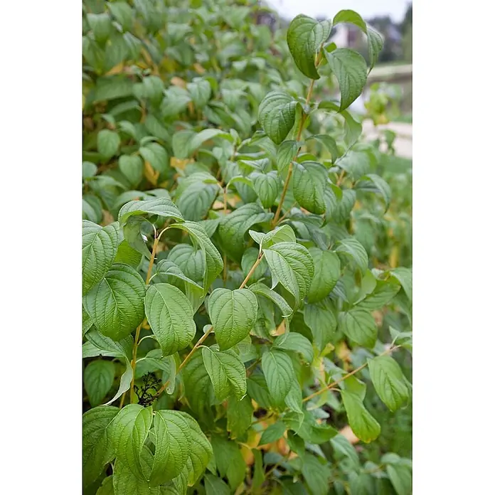 Pflanzen für dich Hartriegel 60-100 cm - Cornus sericea 'Flaviramea', Weiß - Kräftig grüne Pflanze mit tief geäderten, ovalen Blättern und einigen dunklen Beeren oder verblühten Blüten.