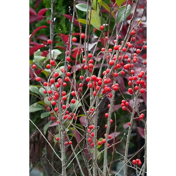 Pflanzen für dich Stechpalme 60-80 cm - Ilex verticillata, Weiß - Kahle Äste dicht besetzt mit leuchtend roten Beeren vor unscharfem grün-rotem Laub.