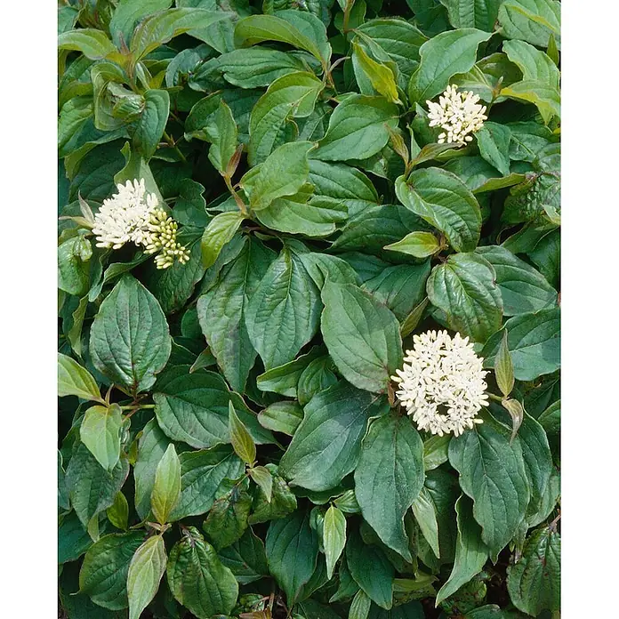 Pflanzen für dich Hartriegel 60-100 cm - Cornus sericea 'Flaviramea', Weiß - Üppige Grünpflanze mit Büscheln kleiner weißer Blüten.