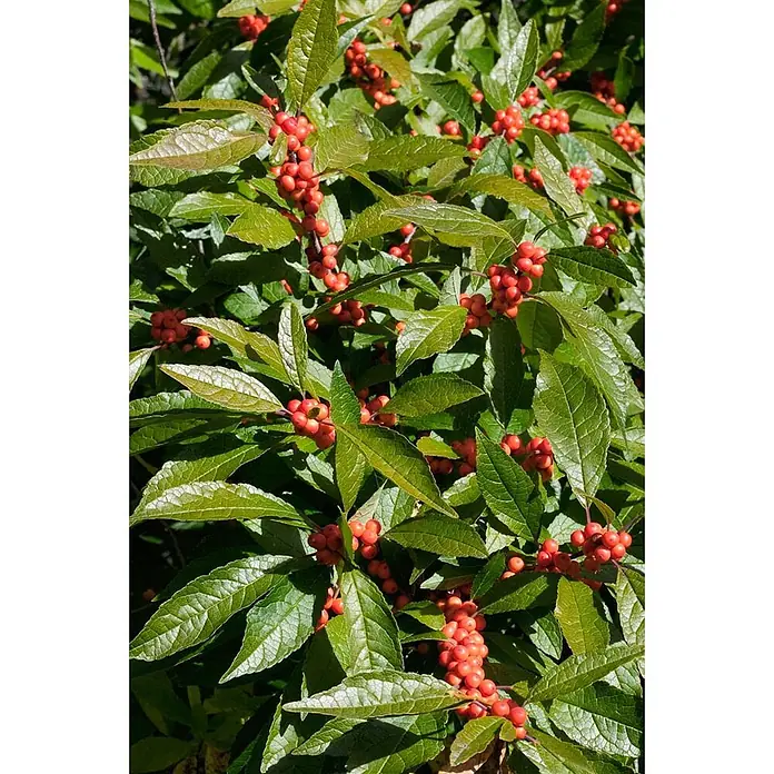 Pflanzen für dich Stechpalme 60-80 cm - Ilex verticillata, Weiß - Nahaufnahme einer Pflanze mit zahlreichen Büscheln kleiner, runder, leuchtend roter Beeren zwischen leuchtend grünen, gezackten Blättern.