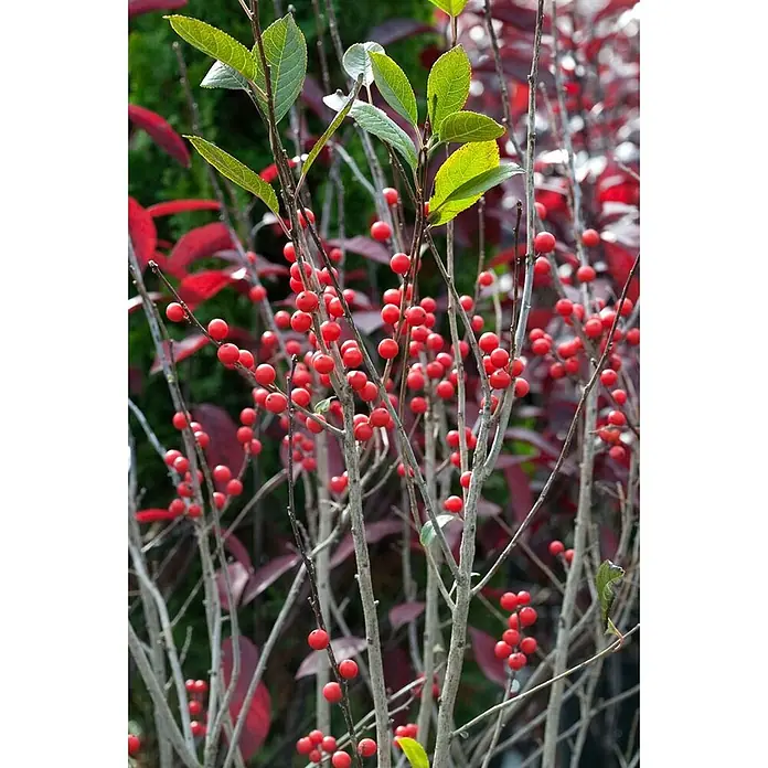 Pflanzen für dich Stechpalme 60-80 cm - Ilex verticillata, Weiß - Zweige einer Winterbeere mit leuchtend roten Beeren, einigen grünen Blättern und rötlichem Laub im Hintergrund.