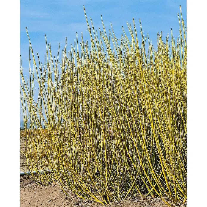 Pflanzen für dich Hartriegel 60-100 cm - Cornus sericea 'Flaviramea', Weiß - Gelbe Hartriegelzweige leuchten vor blauem Himmel, im Feld gepflanzt.