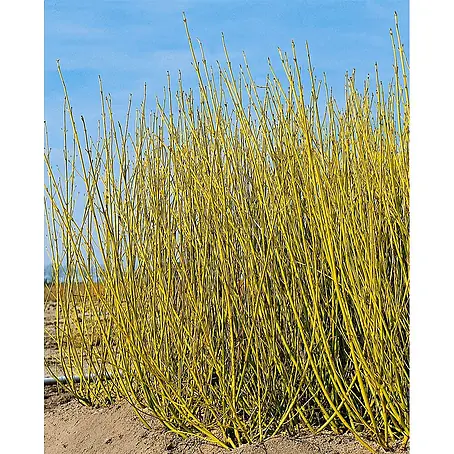 Pflanzen für dich  Hartriegel 60-80 cm