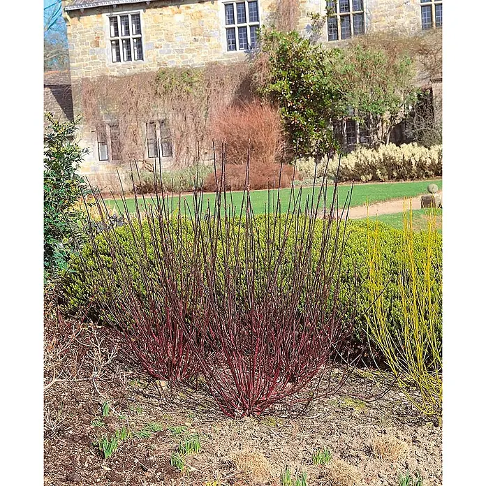 Pflanzen für dich Hartriegel 100-150 cm - Cornus alba 'Kesselringii', Weiß - Lebhaft rote und gelbe Hartriegelsträucher in einem Gartenbeet mit grünem Laub und einem historischen Steingebäude im Hintergrund.