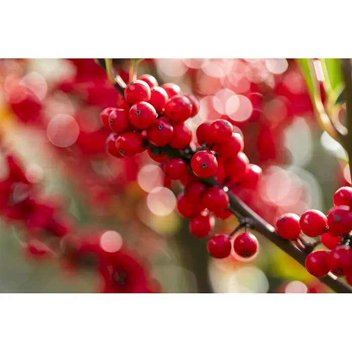 Pflanzen für dich Stechpalme 60-80 cm - Ilex verticillata, Weiß - Leuchtend rote Beeren an einem Ast, mit einem weichen, unscharfen Hintergrund aus weiteren roten Beeren.