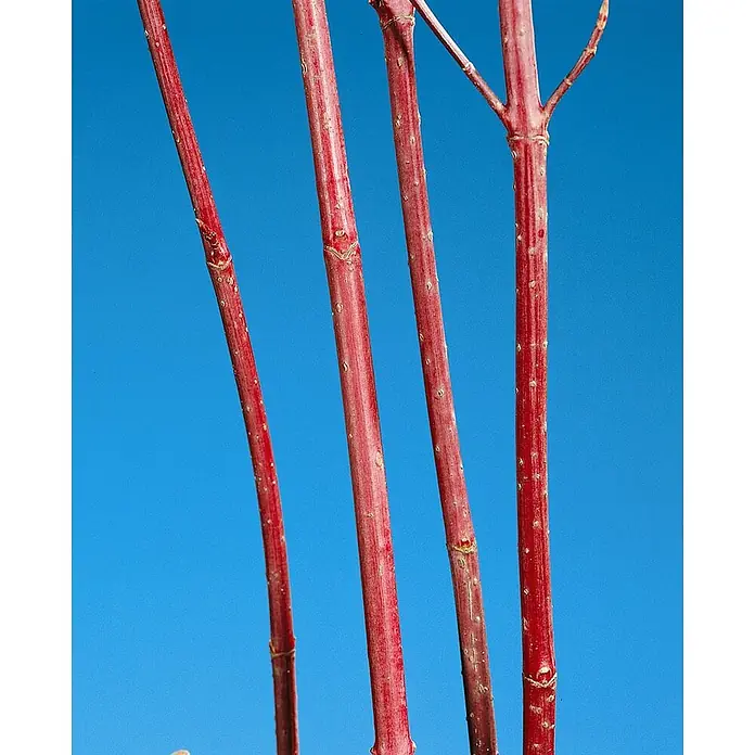 Pflanzen für dich Hartriegel 100-150 cm - Cornus alba 'Kesselringii', Weiß - Leuchtend rote Holzstiele mit kleinen Knoten, teilweise verzweigt.