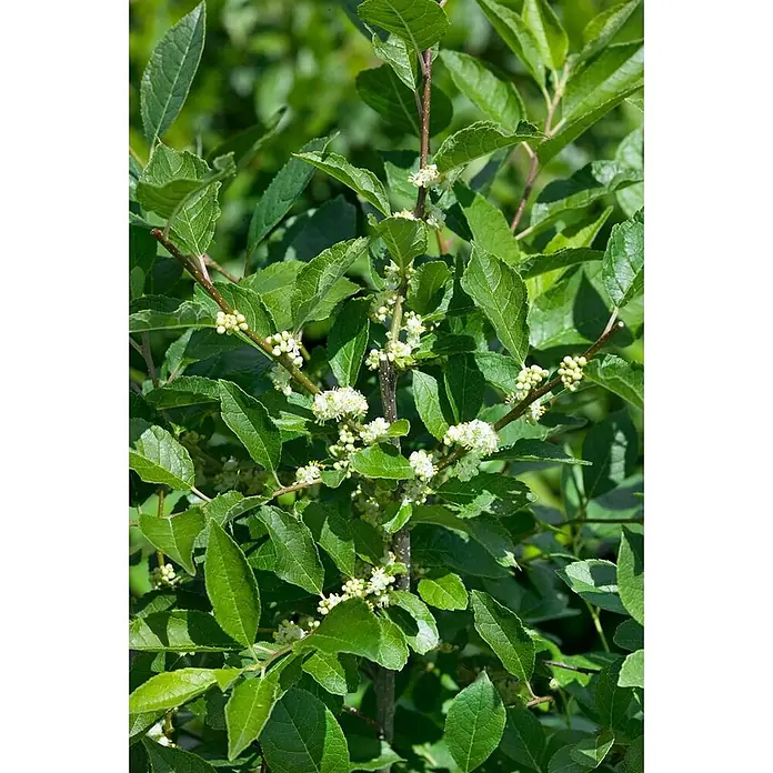 Pflanzen für dich Stechpalme 60-80 cm - Ilex verticillata, Weiß - Eine grünblättrige Pflanze mit zahlreichen kleinen weißen Blüten und Knospen an ihren Zweigen.