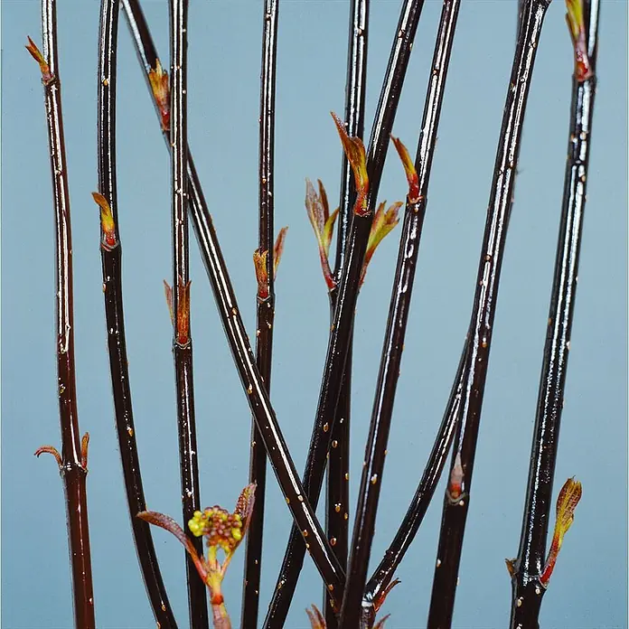 Pflanzen für dich Hartriegel 100-150 cm - Cornus alba 'Kesselringii', Weiß - Dunkelbraune, glänzende Zweige mit roten und gelben, austreibenden Knospen.