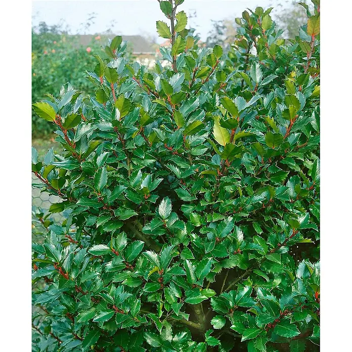 Pflanzen für dich Stechpalme 30-40 cm - Ilex × meserveae 'Blue Prince', Weiß - Ein lebendig grüner Stechpalmenstrauch mit stacheligen Blättern und roten Stielen in einem Garten.