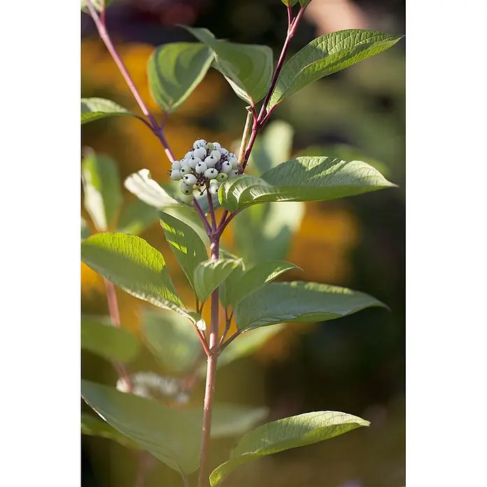 Pflanzen für dich Hartriegel 60-100 cm - Cornus alba 'Sibirica', Weiß - Eine Pflanze mit grünen Blättern, rötlichen Stielen und einer Ansammlung kleiner, runder weißer Beeren im natürlichen Licht.