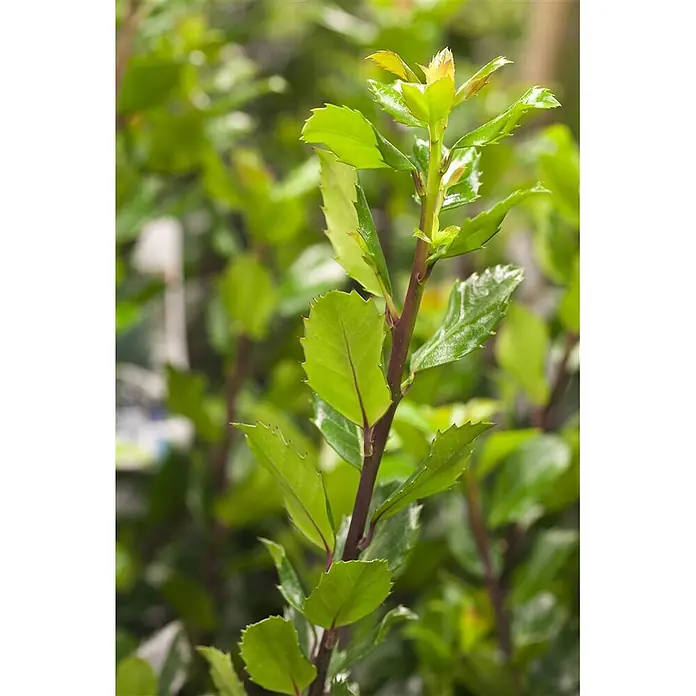 Pflanzen für dich Stechpalme 30-40 cm - Ilex × meserveae 'Blue Prince', Weiß - Kräftig grüne Pflanze mit gezackten Blättern und neuem Wachstum, mit rötlichem Stiel.