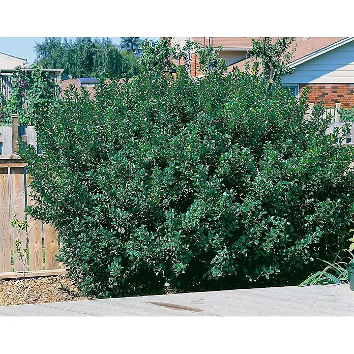 Pflanzen für dich Stechpalme 30-40 cm - Ilex × meserveae 'Blue Prince', Weiß - Großer, dichter immergrüner Strauch mit dunkelgrünen Blättern, im Garten neben einem Holzzaun gepflanzt.