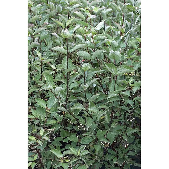 Pflanzen für dich Hartriegel 100-150 cm - Cornus alba 'Kesselringii', Weiß - Grüne Pflanze mit dunkelroten Stielen und kleinen weißen Beeren.