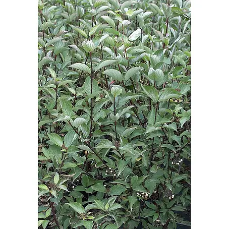 Pflanzen für dich  Hartriegel 125-150 cm