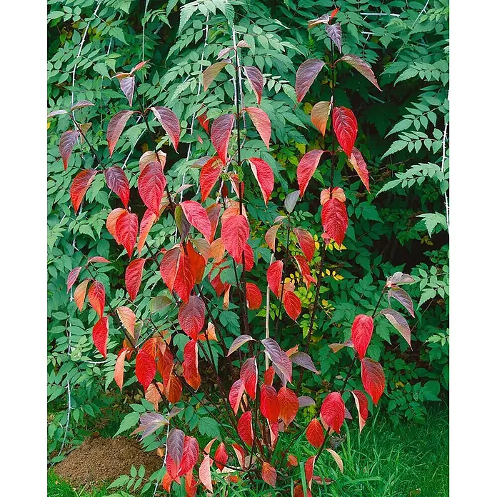 Pflanzen für dich Hartriegel 100-150 cm - Cornus alba 'Kesselringii', Weiß - Ein Strauch mit leuchtend roten Herbstblättern, der sich von grünem Laub abhebt.