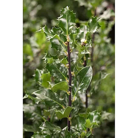 Pflanzen für dich  Stechpalme 60-80 cm