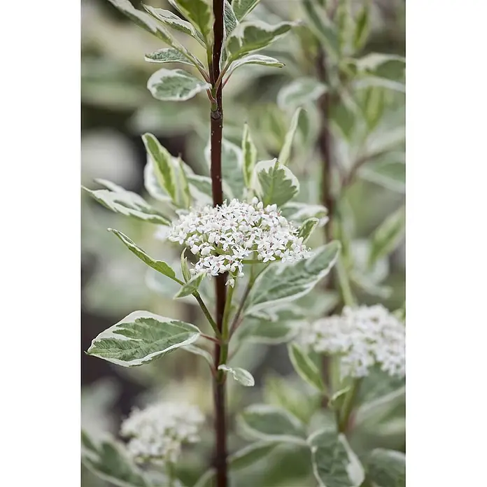 Pflanzen für dich Hartriegel 40-60 cm - Cornus alba 'Elegantissima', Creme - Eine panaschierte Pflanze mit grün-weißen Blättern, rotbraunen Stielen und kleinen weißen Blütenbüscheln.