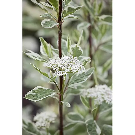 Pflanzen für dich  Hartriegel 40-60 cm