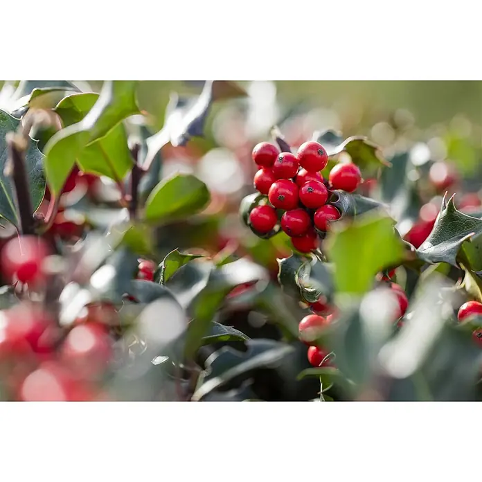 Pflanzen für dich Stechpalme 40-50 cm - Ilex meserveae 'Blue Angel', Weiß - Leuchtend rote Stechpalmenbeeren an dunkelgrünen, stacheligen Blättern.