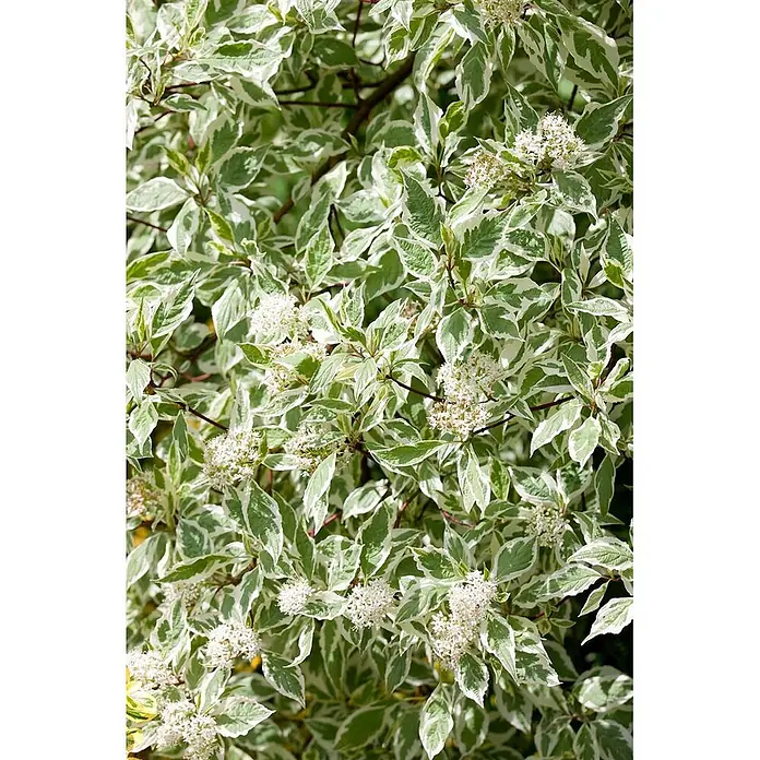 Pflanzen für dich Hartriegel 40-60 cm - Cornus alba 'Elegantissima', Creme - Buntblättrige grün-weiße Pflanze mit kleinen weißen Blütenbüscheln.