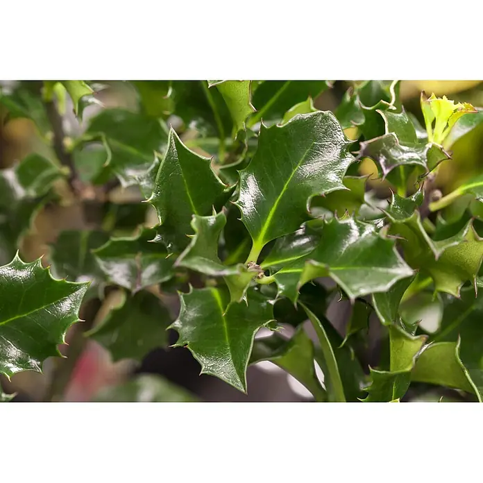 Pflanzen für dich Stechpalme 40-50 cm - Ilex meserveae 'Blue Angel', Weiß - Lebhaft grüne, glänzende Stechpalmenblätter mit stacheligen Rändern.