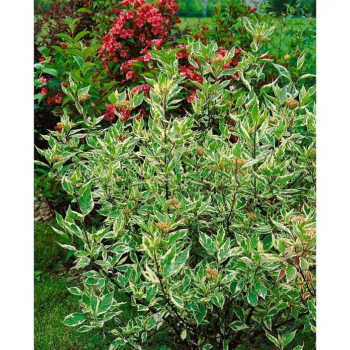 Pflanzen für dich Hartriegel 40-60 cm - Cornus alba 'Elegantissima', Creme - Buntblättriger Strauch mit grün-weiß gerandeten Blättern und kleinen, hellbraunen Blütenständen.