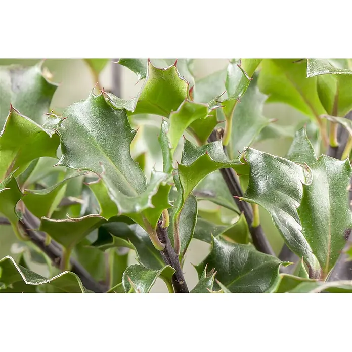 Pflanzen für dich Stechpalme 40-50 cm - Ilex meserveae 'Blue Angel', Weiß - Nahaufnahme einer Pflanze mit glänzenden, stacheligen grünen Blättern und dunklen Stielen, ähnlich einer Stechpalme.