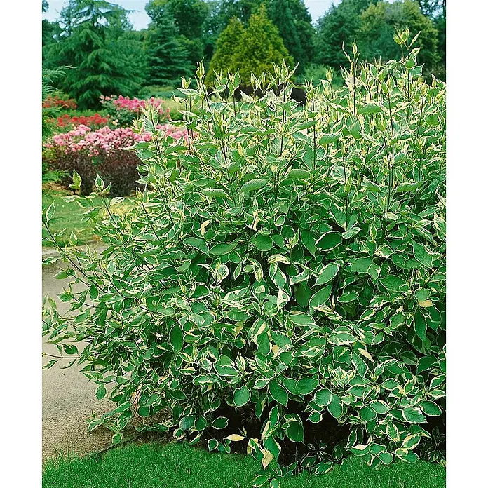 Pflanzen für dich Hartriegel 40-60 cm - Cornus alba 'Elegantissima', Creme - Üppiger grüner Strauch mit panaschierten Blättern, grün in der Mitte und cremeweiß am Rand, in einer Gartenlandschaft.