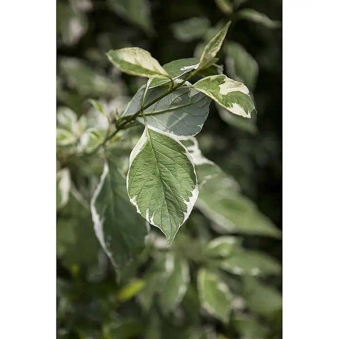 Pflanzen für dich Hartriegel 40-60 cm - Cornus alba 'Elegantissima', Creme - Nahaufnahme von grün-weiß panaschierten Pflanzenblättern.