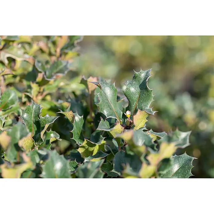 Pflanzen für dich Stechpalme 40-50 cm - Ilex meserveae 'Blue Angel', Weiß - Nahaufnahme von dunkelgrünen, stacheligen, stechpalmenartigen Blättern mit einer kleinen Knospe.