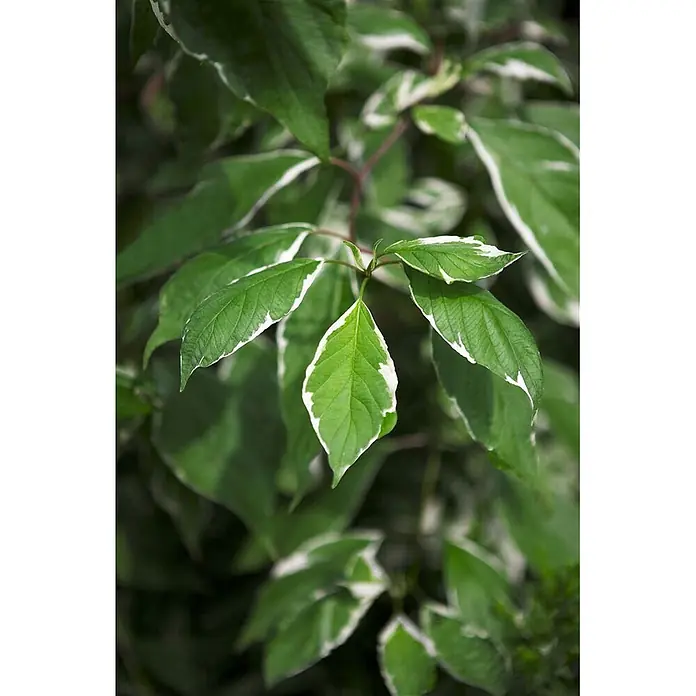 Pflanzen für dich Hartriegel 40-60 cm - Cornus alba 'Elegantissima', Creme - Kräftig grüne Blätter mit auffälligen weißen Rändern.