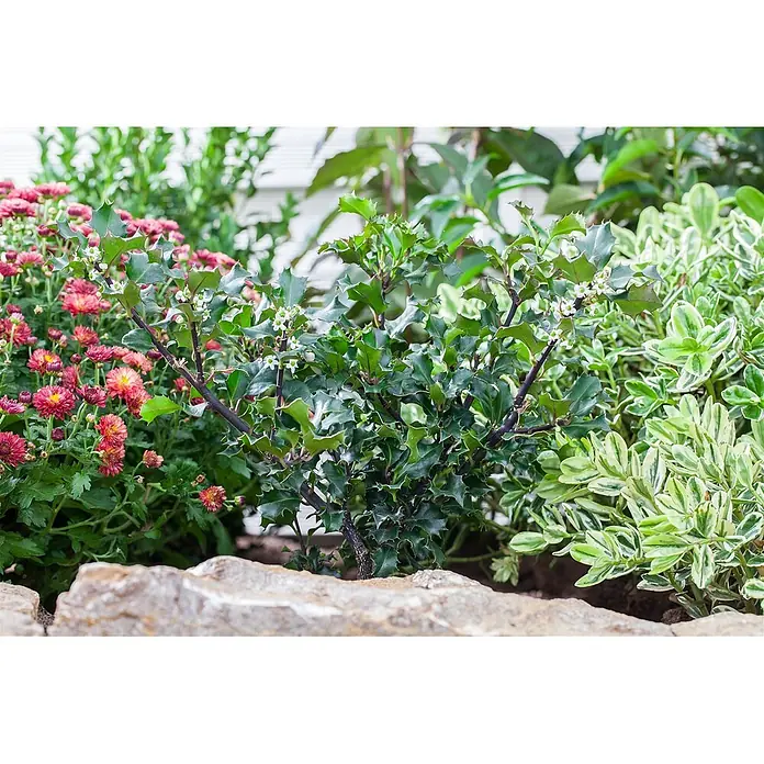 Pflanzen für dich Stechpalme 40-50 cm - Ilex meserveae 'Blue Angel', Weiß - Ein Stechpalmenstrauch mit dunkelgrünen, stacheligen Blättern und weißen Blüten, umgeben von rosa Chrysanthemen und einer panaschierten Pflanze im Gartenbeet.