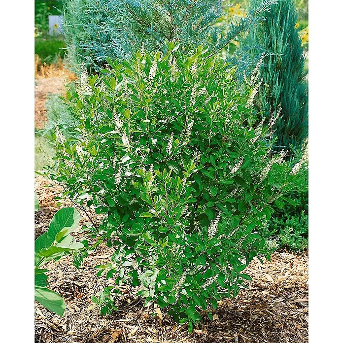 Pflanzen für dich Hartriegel 40-60 cm - Clethra alnifolia, Weiß - Grün blühender Strauch mit weißen Blütenrispen, in Rindenmulch im Garten gepflanzt.
