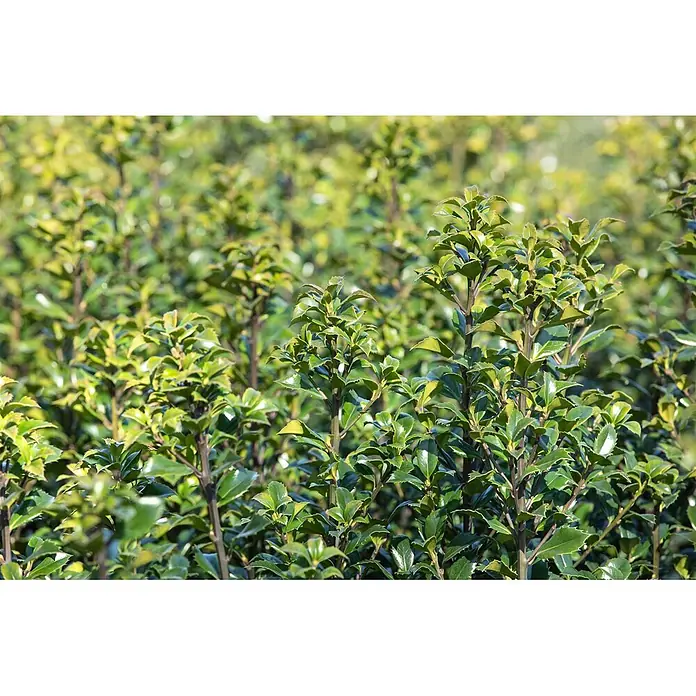 Pflanzen für dich Stechpalme 30-40 cm - Ilex × meserveae 'Heckenstar', Weiß - Dichtes grünes Laub mit glänzenden, gezackten Blättern und dunklen Stielen.