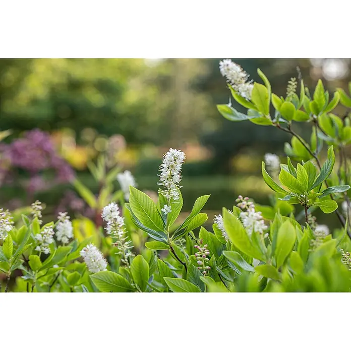 Pflanzen für dich Hartriegel 40-60 cm - Clethra alnifolia, Weiß - Weiße, ährenförmige Blüten mit grünen Blättern in einem blühenden Garten, im Hintergrund verschwommene lila Blumen.