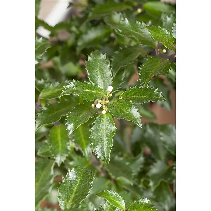 Pflanzen für dich Stechpalme 100-125 cm - Ilex × meserveae 'Golden Girl', Weiß - Pflanze mit glänzenden grünen, stacheligen Blättern und kleinen weißen Knospen.