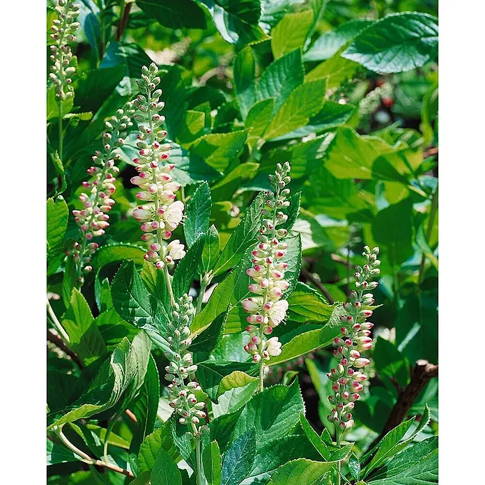 Pflanzen für dich Hartriegel 40-60 cm - Clethra alnifolia, Weiß - Nahaufnahme einer Pflanze mit mehreren aufrechten Blütenständen aus weißen Blüten und rosa Knospen.
