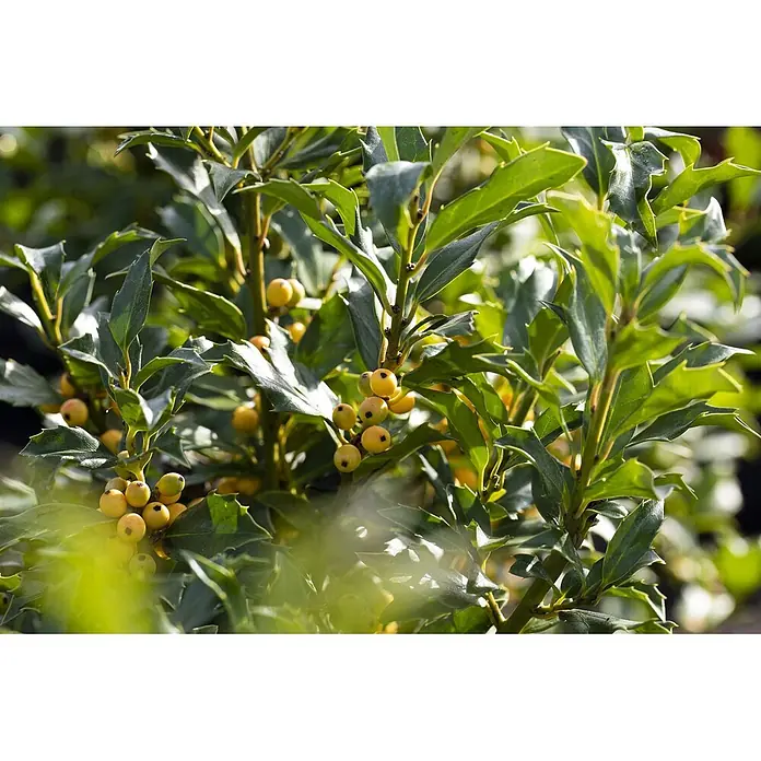 Pflanzen für dich Stechpalme 100-125 cm - Ilex × meserveae 'Golden Girl', Weiß - Nahaufnahme einer Pflanze mit dunkelgrünen, gezackten Blättern und Büscheln kleiner, gelber Beeren.