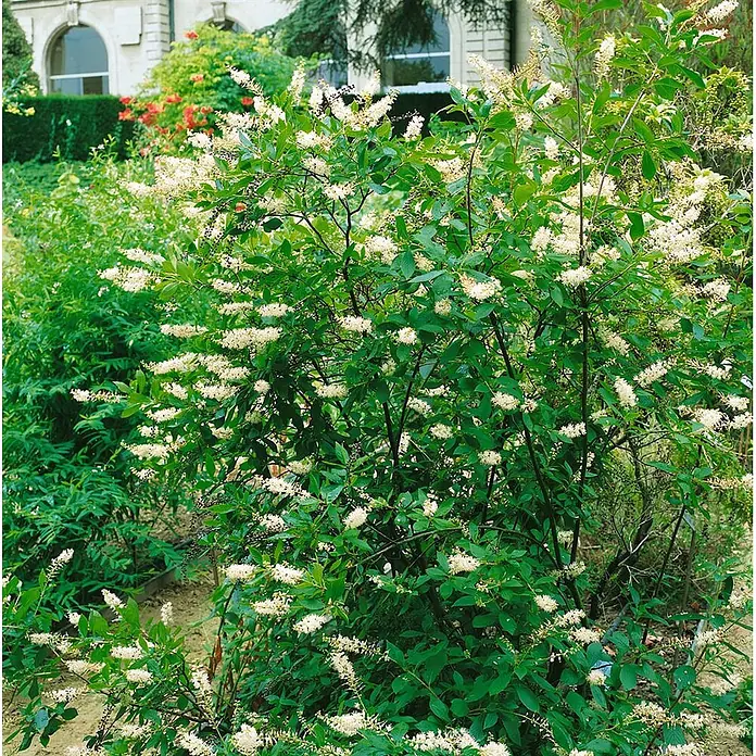 Pflanzen für dich Hartriegel 40-60 cm - Clethra alnifolia, Weiß - Lebendiger Strauch mit üppig grünen Blättern und zahlreichen weißen Blütenrispen, gedeihend in einem sonnigen Garten.