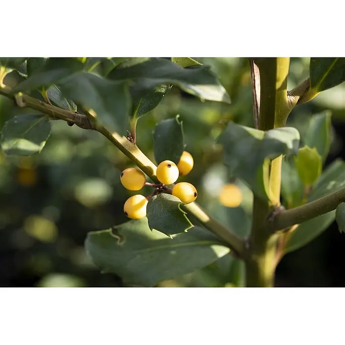 Pflanzen für dich Stechpalme 100-125 cm - Ilex × meserveae 'Golden Girl', Weiß - Nahaufnahme eines Stechpalmenzweigs mit dunkelgrünen Blättern und leuchtend gelben Beeren.