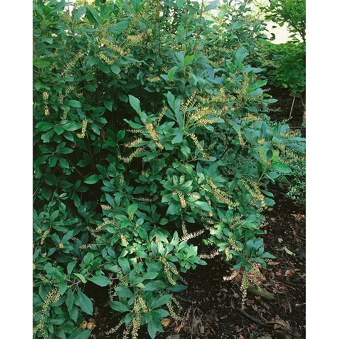 Pflanzen für dich Hartriegel 40-60 cm - Clethra alnifolia, Weiß - Üppiger grüner Strauch mit dichten grünen Blättern und zahlreichen hellen, länglichen Blütenständen, blühend im Garten.
